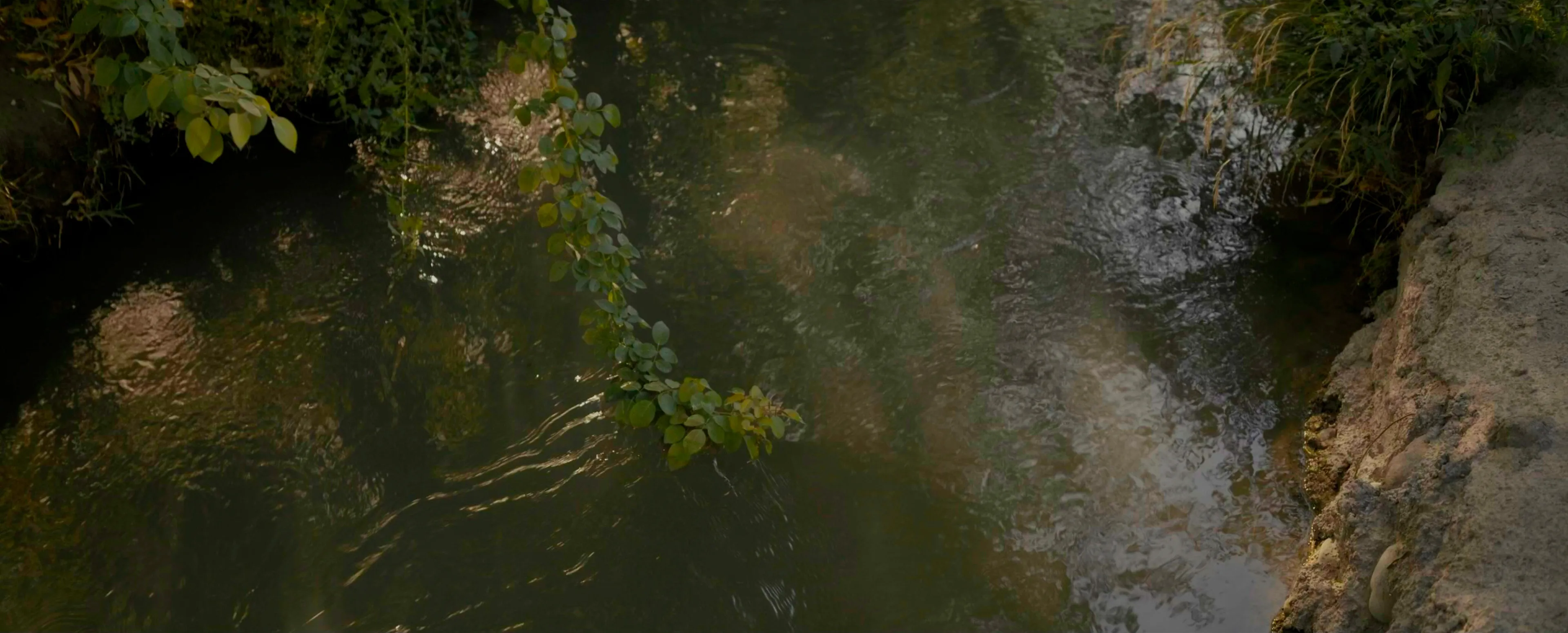 Still from The Apple Tree That Blossomed Twice